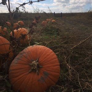 Meet your Posher, Rebekah